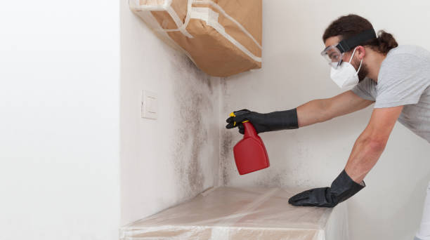Professional Basement Mold Remediation technician working in Smithfield, NC