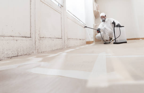 24/7 Emergency Basement Mold Remediation experts in Smithfield, NC
