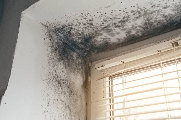 Trusted Mold Inspection service in Smithfield, NC - Cheap Mold Removal