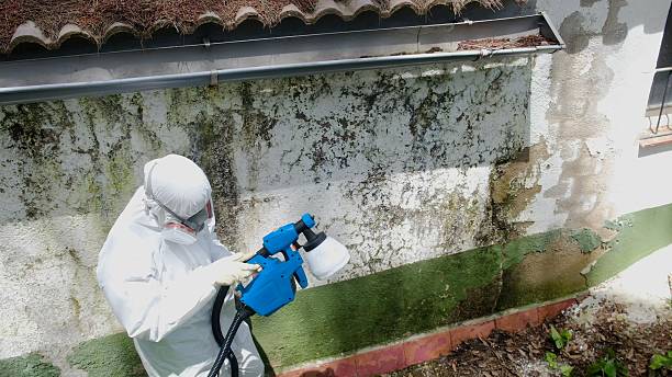 Trusted Mold Removal service in Smithfield, NC - Cheap Mold Removal